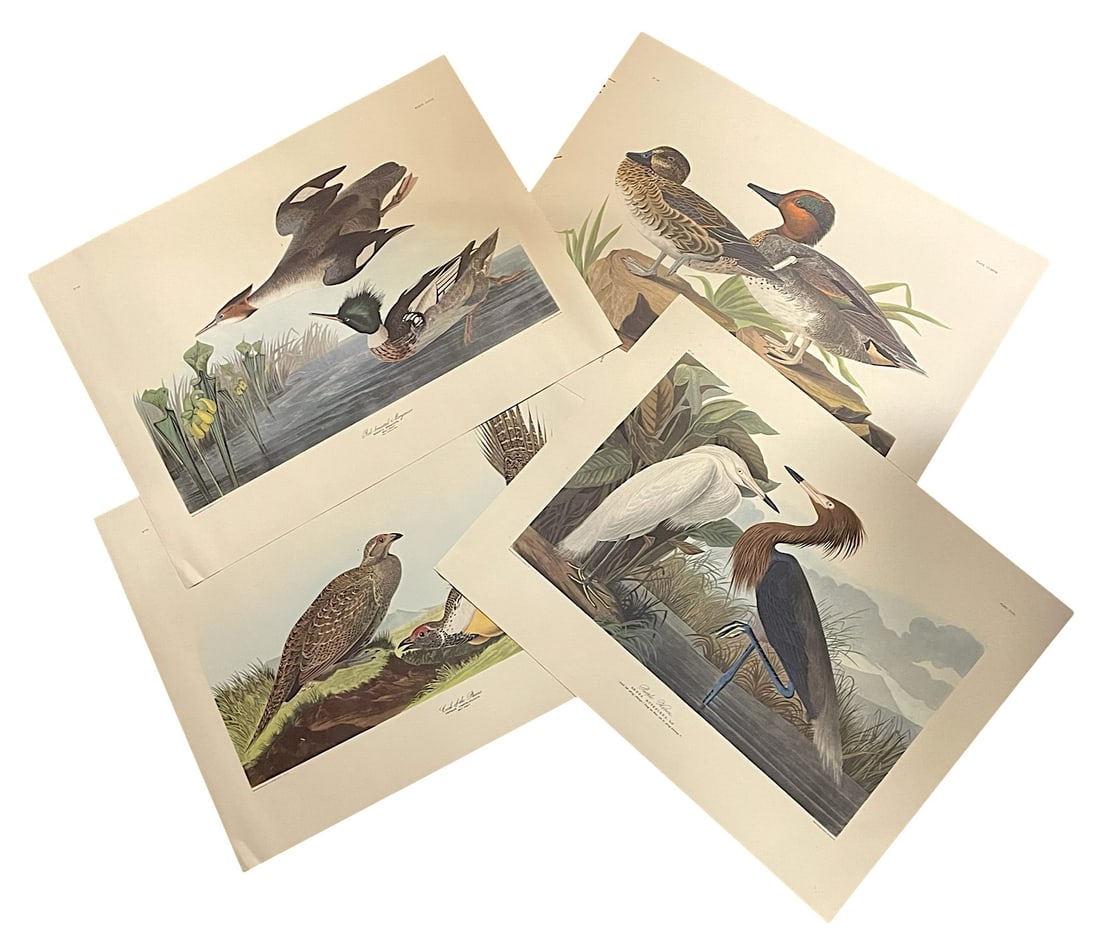 4 AUDUBON HAVELL BIRD PRINTS (1 of 11)