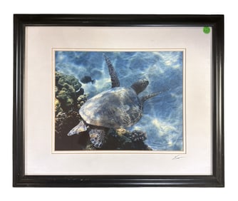 KAMO HAWAIIAN GREEN SEA TURTLE FLYING BY