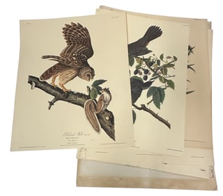 6 AUDUBON HAVELL VINTAGE OFFSET LITHOS REPRODUCTIONS