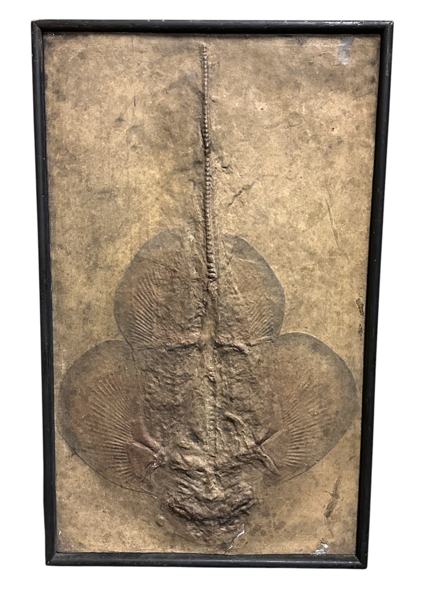 LARGE FRAMED STINGRAY FOSSIL IN STONE (1 of 3)
