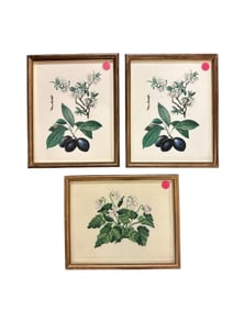 3 pc ANTIQUE BOTANICAL PRINTS & NEEDLEPOINT