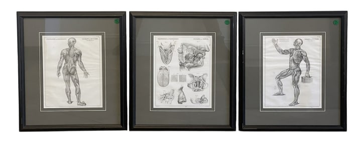 3 ANATOMICAL LITHO ILLUSTRATIONS 1850
