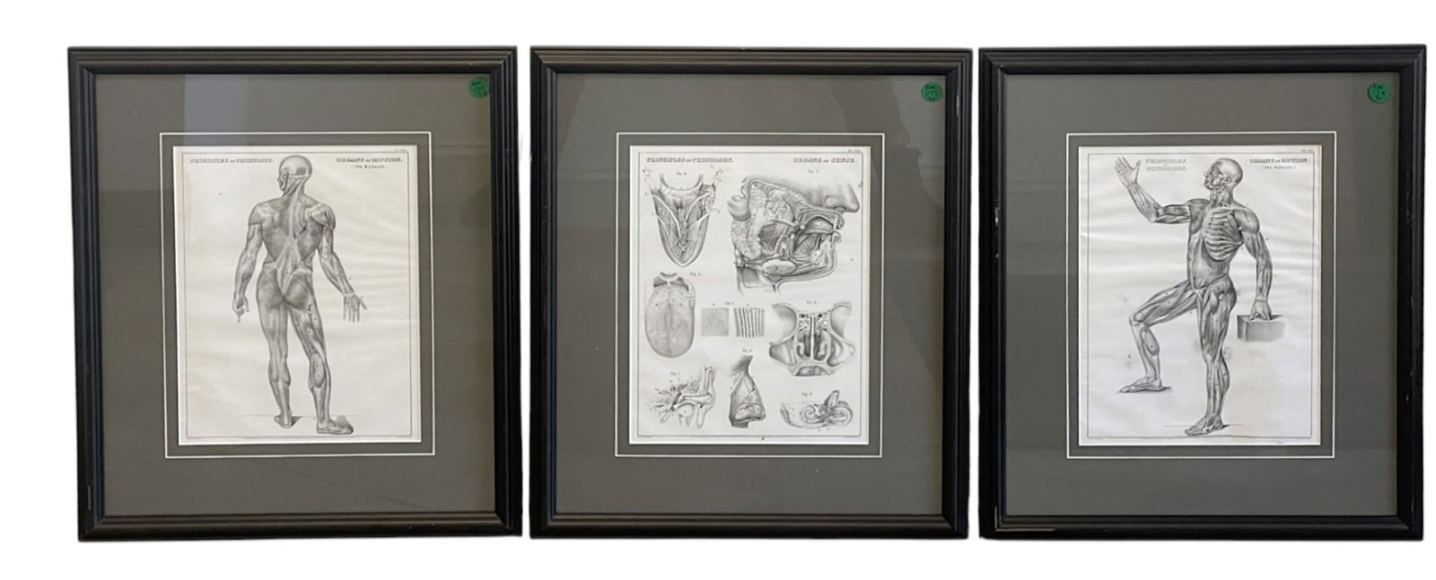 3 ANATOMICAL LITHO ILLUSTRATIONS 1850 (1 of 5)