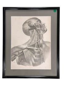 19th c W.FAIRLAND ANATOMICAL LITHOGRAPH