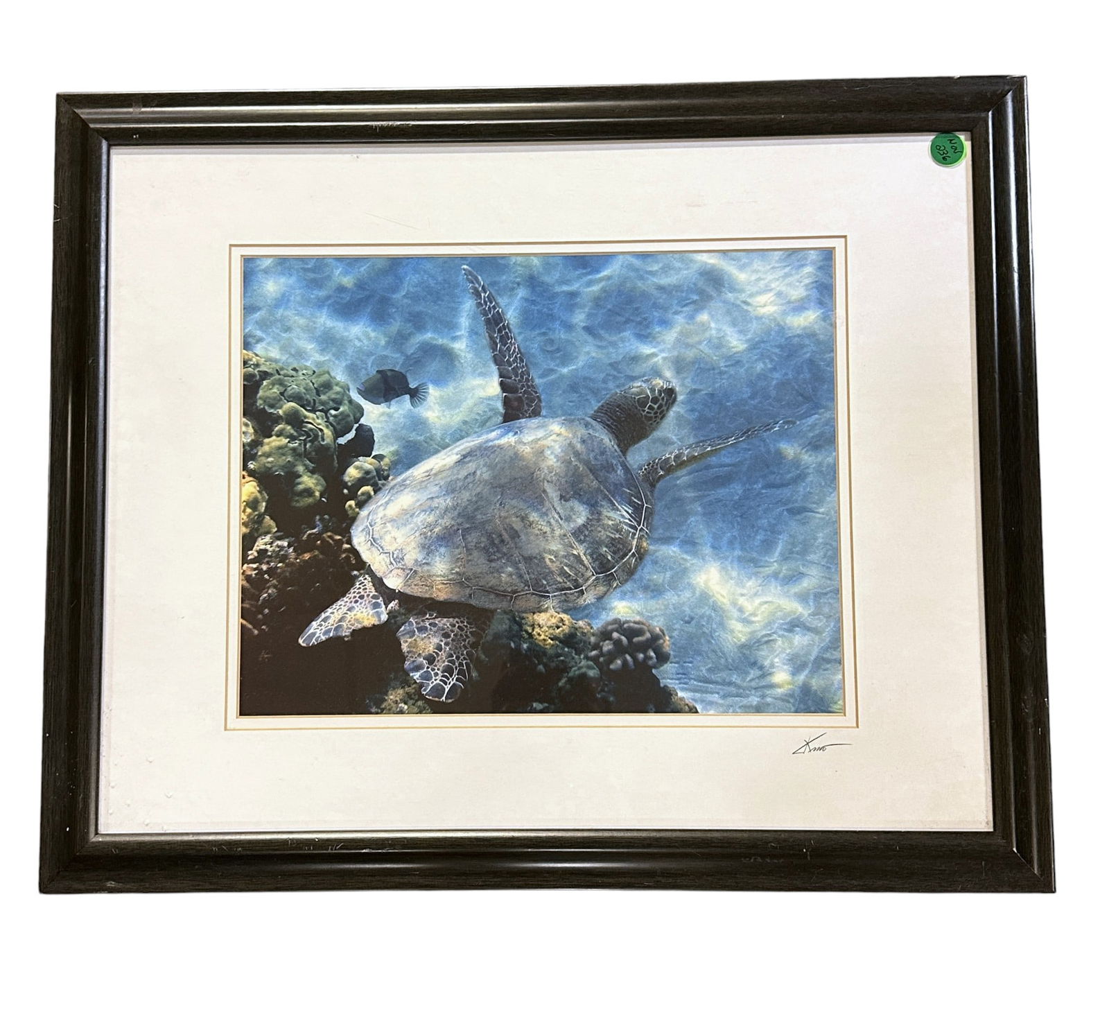 KAMO HAWAIIAN GREEN SEA TURTLE FLYING BY (1 of 5)