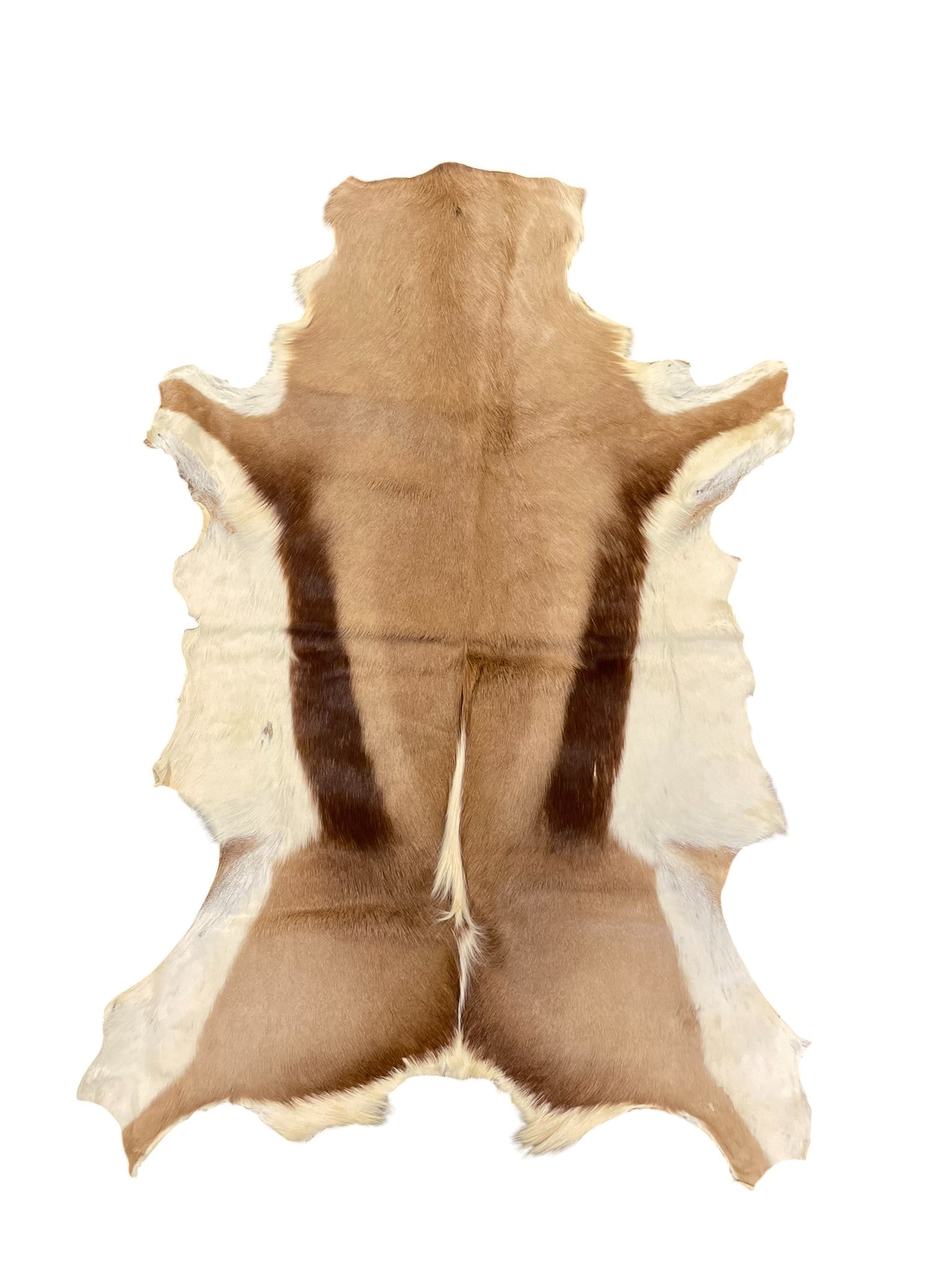 VINTAGE SPRINGBOK HIDE RUG (1 of 5)