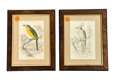 ANTIQUE 1837 'THE NATURALIST'S LIBRARY, ORNITHOLOGY' BY SIR WILLIAM JARDINE SHRIKE ENGRAVINGS
