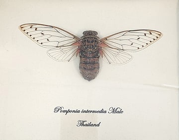 FRAMED CICADA POMPONIA INTERMEDIA TAXIDERMY
