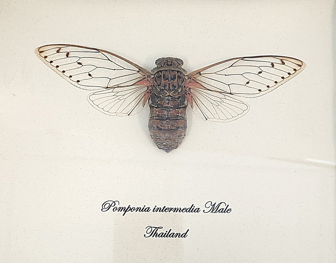FRAMED CICADA POMPONIA INTERMEDIA TAXIDERMY (1 of 2)