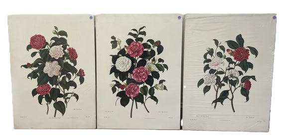 3 CAMELLIA COLOR LITHOS AFTER CLARA MARIE POPE