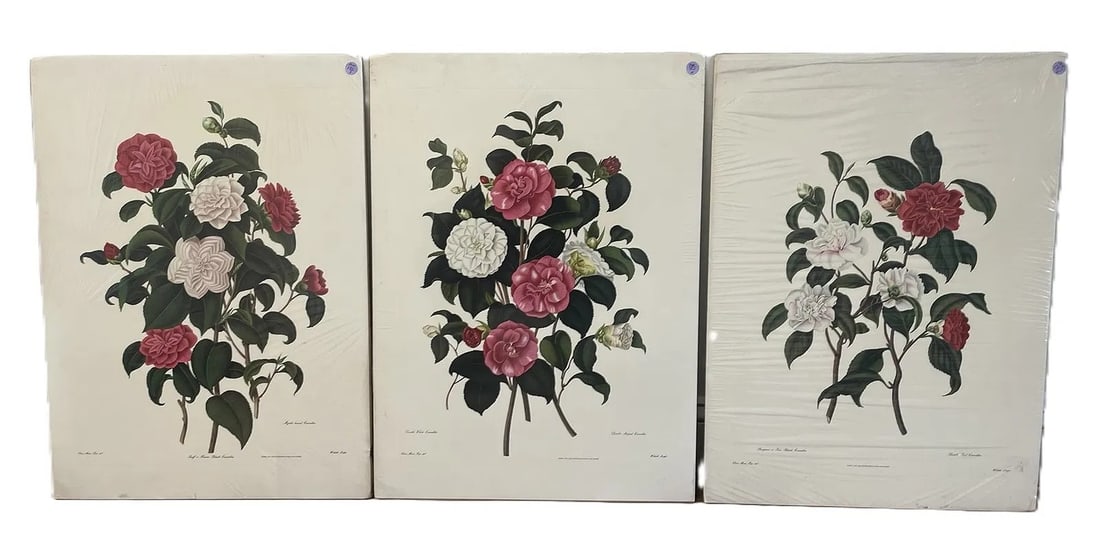 3 CAMELLIA COLOR LITHOS AFTER CLARA MARIE POPE (1 of 2)