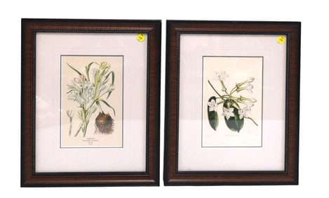 PAIR 19th c BOTANICAL ENGRAVINGS FRAMED