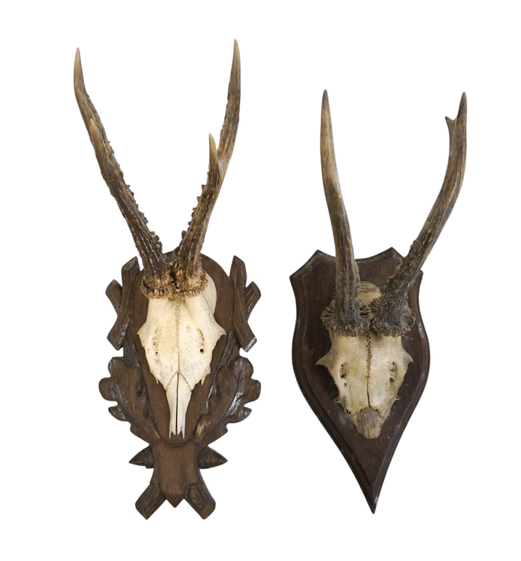 PAIR 1934 ROE DEER SKULL MOUNT ANTLERS 1 WITH TEETH (1 of 4)