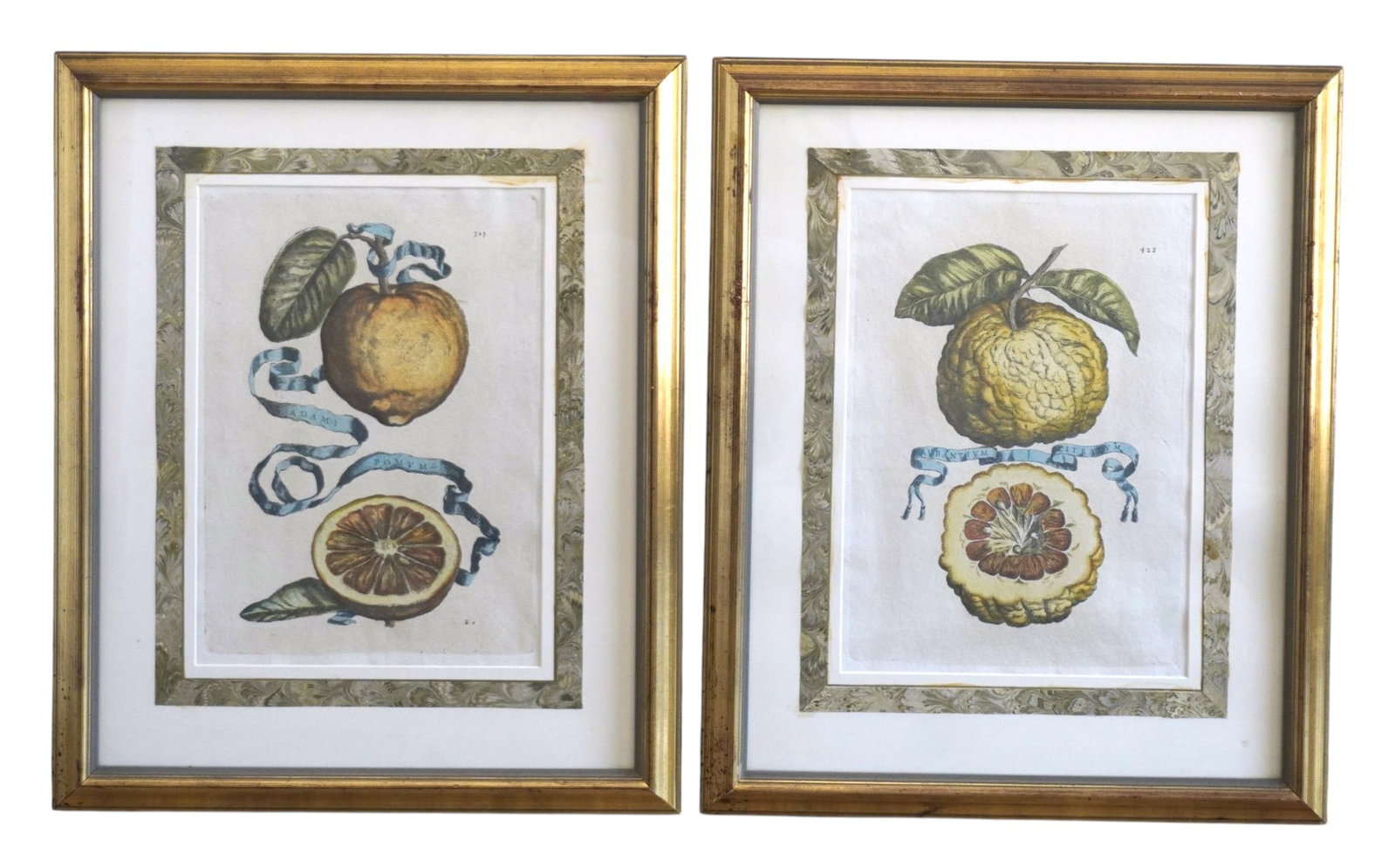 2 BOTANICAL ETCHINGS GIOVANNI BATTISTA FERRARI FRAMED: Two Professionally framed and matted Botanical Etchings by Giovanni Battista Ferrari. Each 17 1/2"x22"x1". Weight 8 lbs PROVENANCE The Historic R.M. Venning House, Charleston SC **In house shipping av