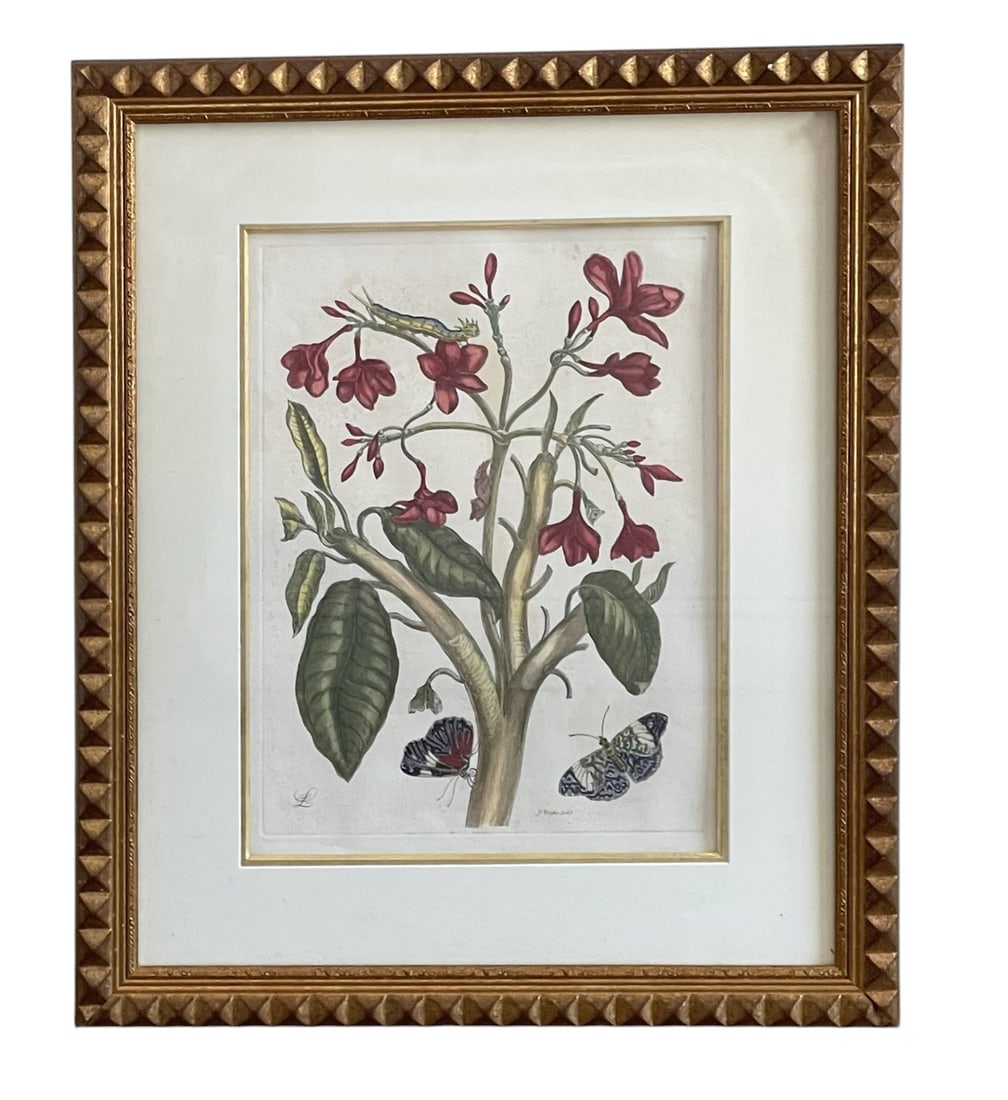 MARIA SIBYLLA MERIAN HAND COLORED BOTANICAL ENGRAVING (1 of 4)