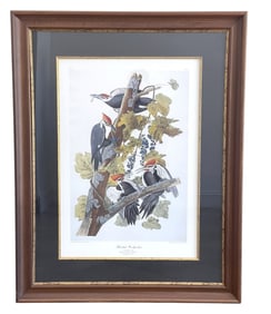 LARGE FOLIO HAVELL AUDUBON PILEATED WOODPECKER