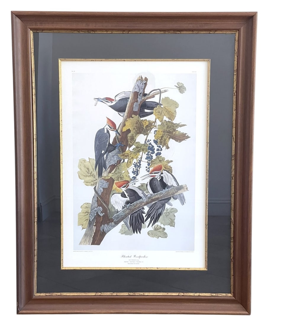 LARGE FOLIO HAVELL AUDUBON PILEATED WOODPECKER (1 of 5)