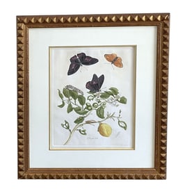 MARIA SIBYLLA MERIAN HAND COLORED BOTANICAL ENGRAVING