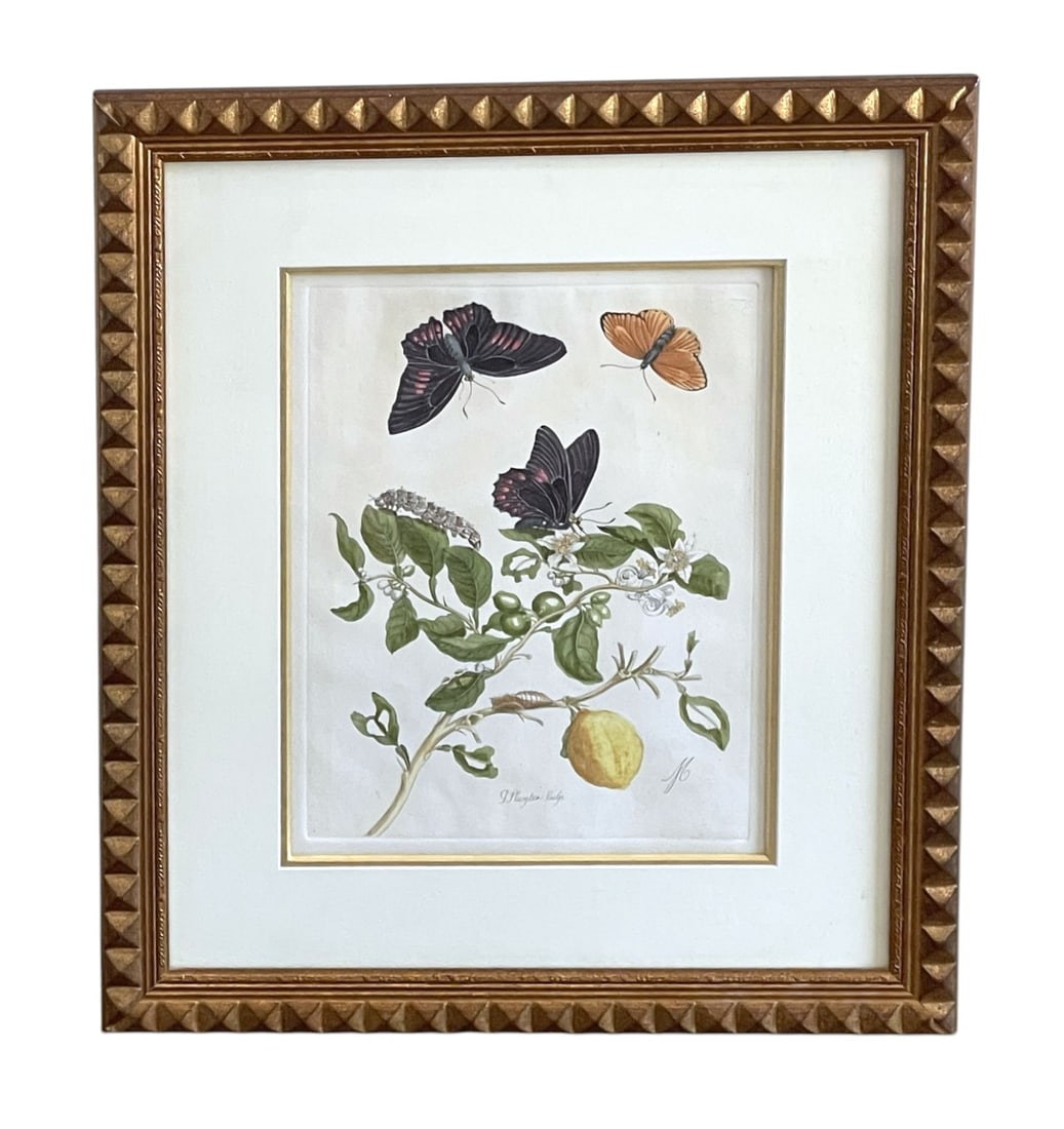 MARIA SIBYLLA MERIAN HAND COLORED BOTANICAL ENGRAVING: Botanical Engraving, finely hand colored after Maria Sibylla Merian (1647-1717). From Metamorphosis Insectorum Surinamensium. Professionally framed and matted in gold leaf frame and molding. In frame