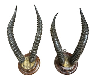 PAIR OF ANTIQUE MOUNTED TROPHY ROAN ANTELOPE HORNS