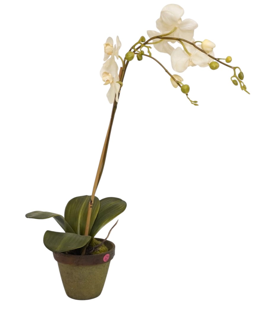 FAUX WHITE ORCHID IN TERRACOTTA CLAY POT: Beautful Realistic Faux White Orchid in Terracotta Clay Pot. Measures 26". Weight 1 lb 10 oz. PROVENANCE The Historic R.M. Venning House, Charleston SC **In house shipping available on this lot** If