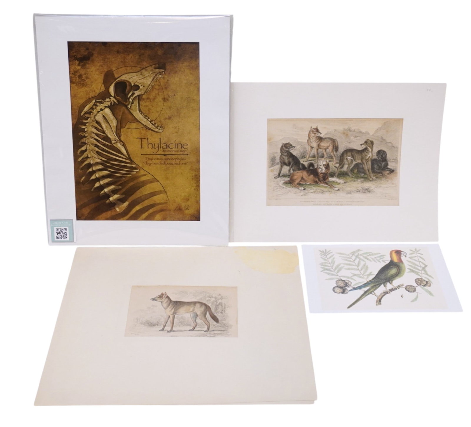 4 ANTIQUE & CONTEMPORARY DOG / WOLF / TIGER / BIRD ENGRAVINGS & PRINTS: 1- Antique 19th c Engraving Wolf and Dogs by James Stewart. with mat. Image 9 1/2"x5 1/2". 2- Antique Aguara Dog of the Woods Engraving with Mat. Image 6 1/2"x4". tear to corner completely covered by 