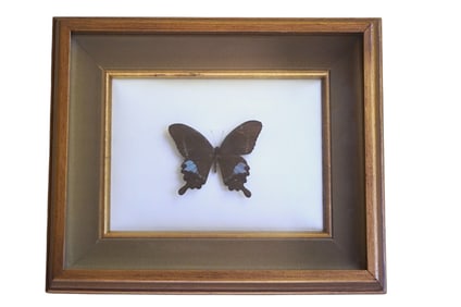 PARIS PEACOCK SWALLOWTAIL SPECIMEN IN FLOATING FRAME