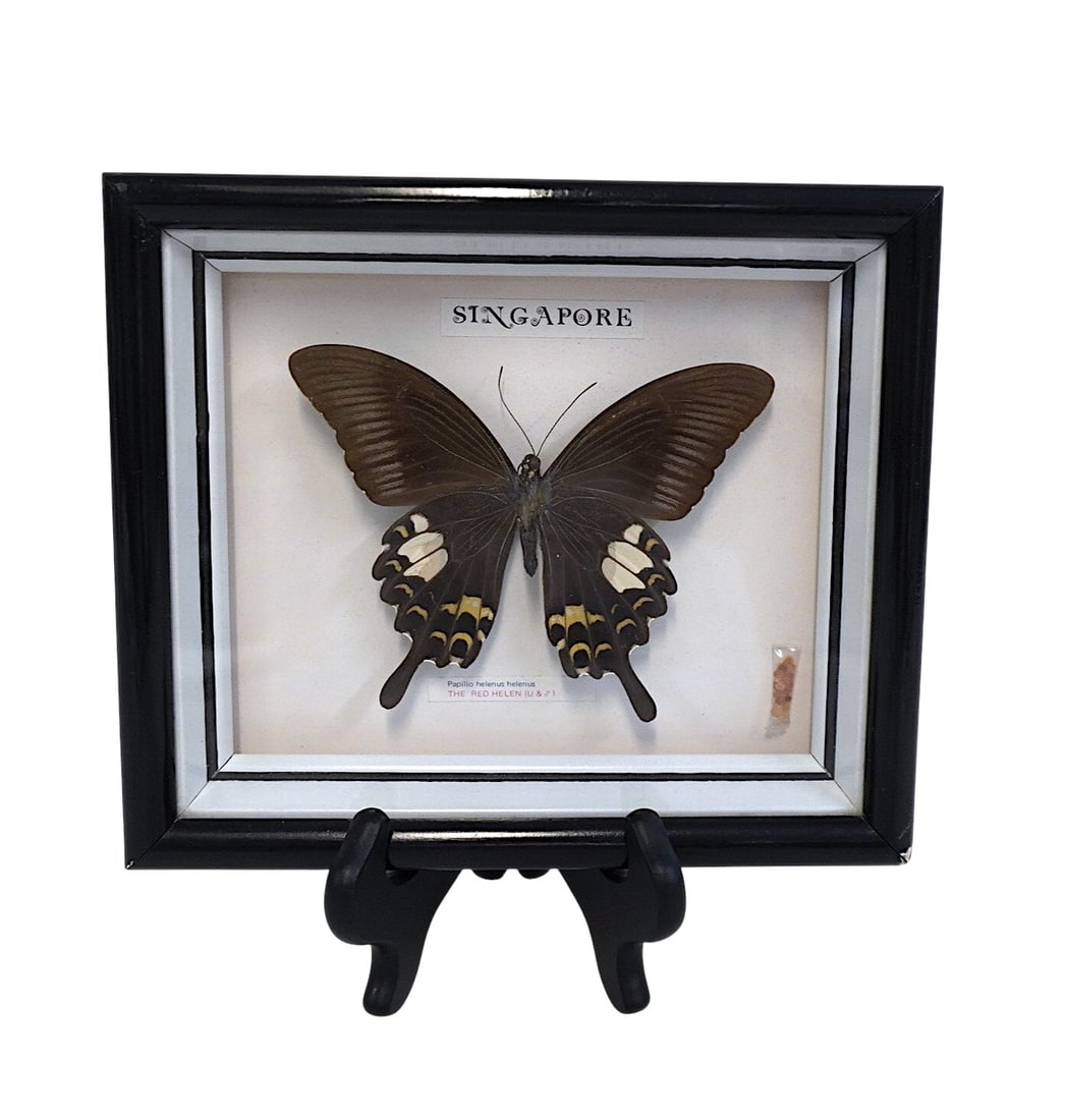 PAPILIO HELENUS BUTTERFLY SPECIMEN IN SHADOW BOX FRAME (1 of 1)