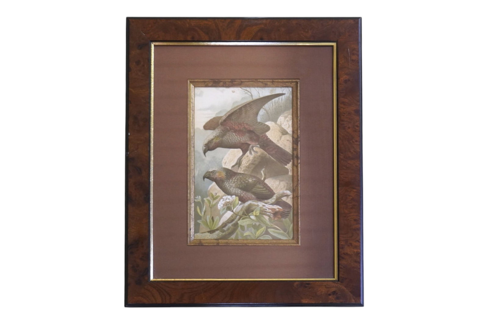 ANTIQUE CHROMOLITHOGRAPH "KAKA PARROTS" FRAMED: Antique Chromolithograph "Kaka Parrots" c. 1895. Professionally framed and matted. In frame 11 1/2"x14"x1". Weight 2 lbs. PROVENANCE The Historic R.M. Venning House, Charleston SC **In house shipping 