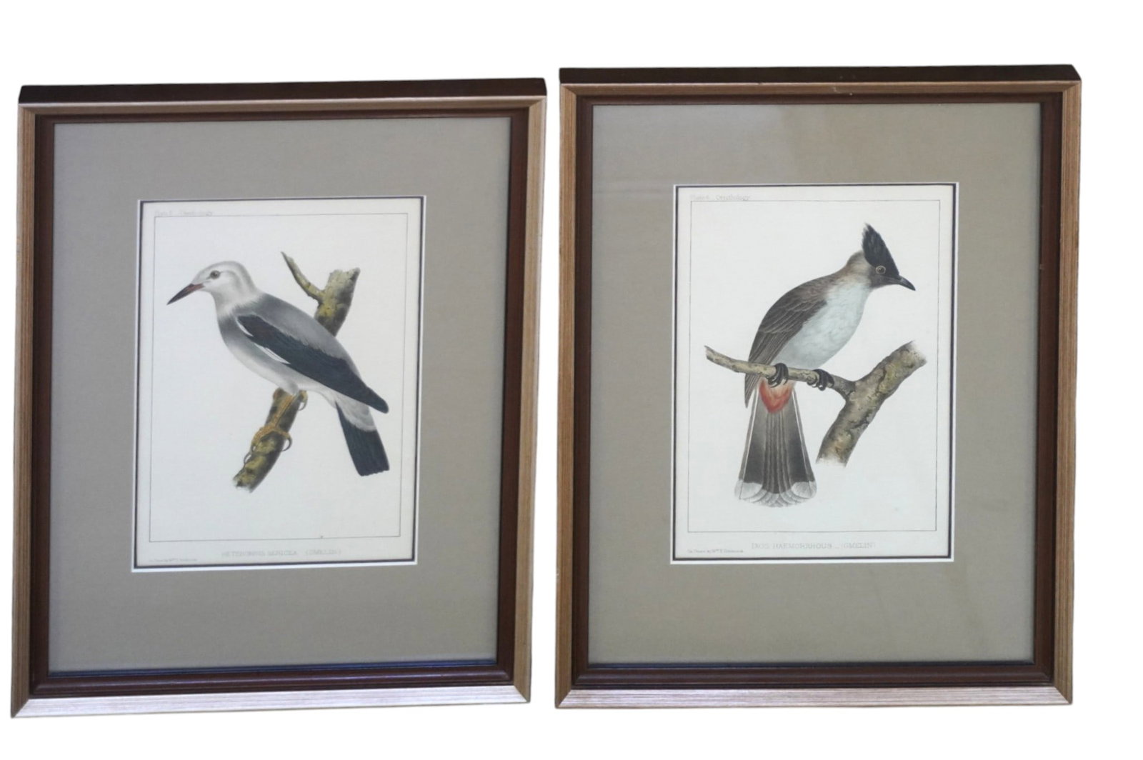 PAIR 1856 WILLIAM HITCHCOCK ORNITHOLOGY LITHOGRAPHS: Pair of 1856 William Hitchcock Ornithology Lithographs. Professionally framed and matted. In frame 17"x12 1/4"x1". Weight 6 lbs. PROVENANCE The Historic R.M. Venning House, Charleston SC **In house sh