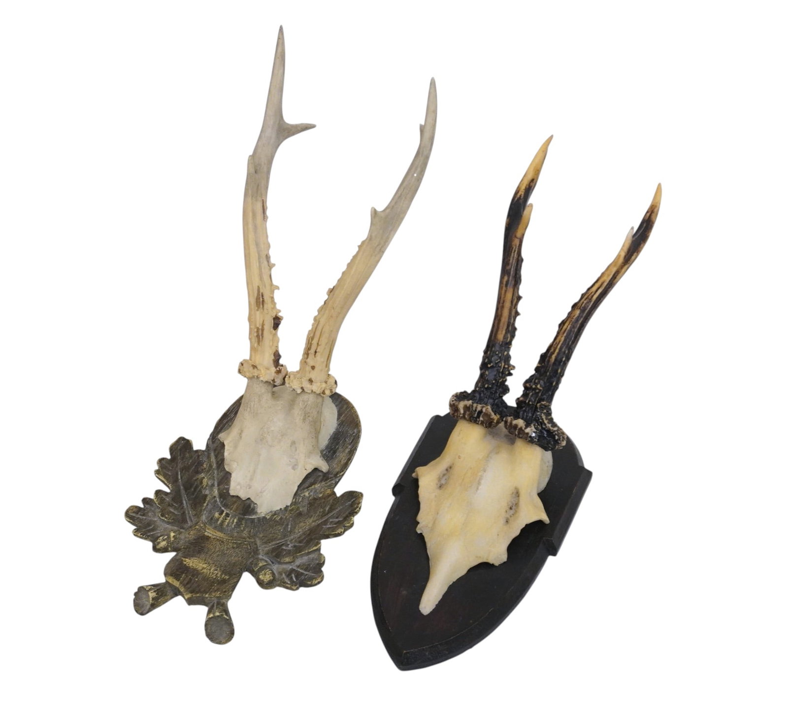 PAIR 1934 ROE DEER SKULL MOUNT TROPHY ANTLERS: Pair Vintage 193S Roe Deer Skull Mount Antlers on carved wood.15" x 5 1/2" x 6 1/2". Weight 2 lbs..PROVENANCE The Historic R.M. Venning House, Charleston SC **In house shipping available on this