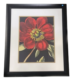 LARGE CONTEMPORARY PEONY ON BLACK PRINT