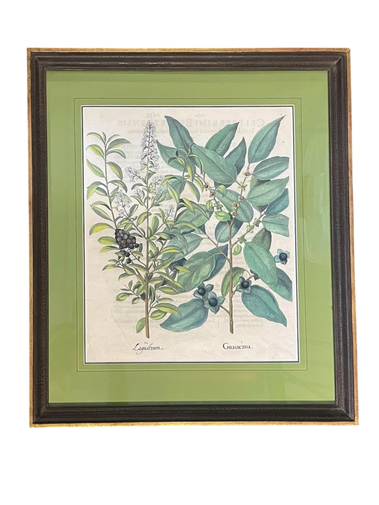 ANTIQUE HAND COLORED BOTANICAL ENGRAVING FRAMED (1 of 3)