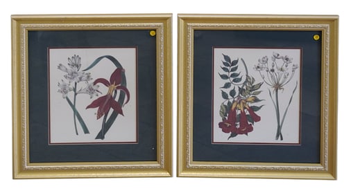 PAIR FRAMED BOTANICAL PRINTS BY SYDENHAM EDWARDS