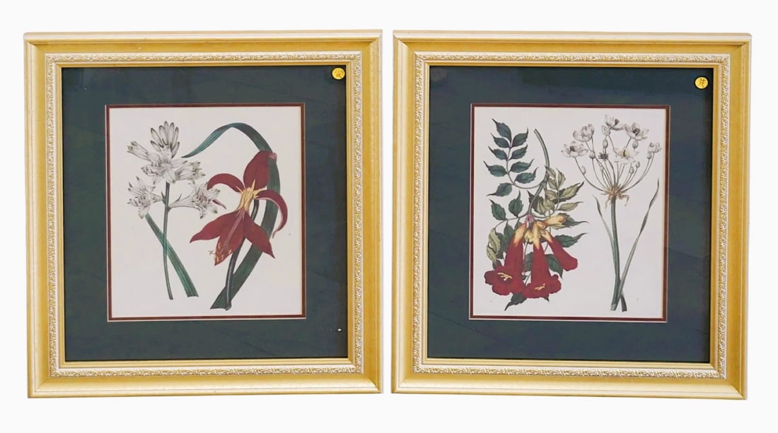 PAIR FRAMED BOTANICAL PRINTS BY SYDENHAM EDWARDS (1 of 4)