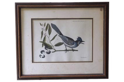MARK CATESBY CRESTED JAY LITHOGRAPH