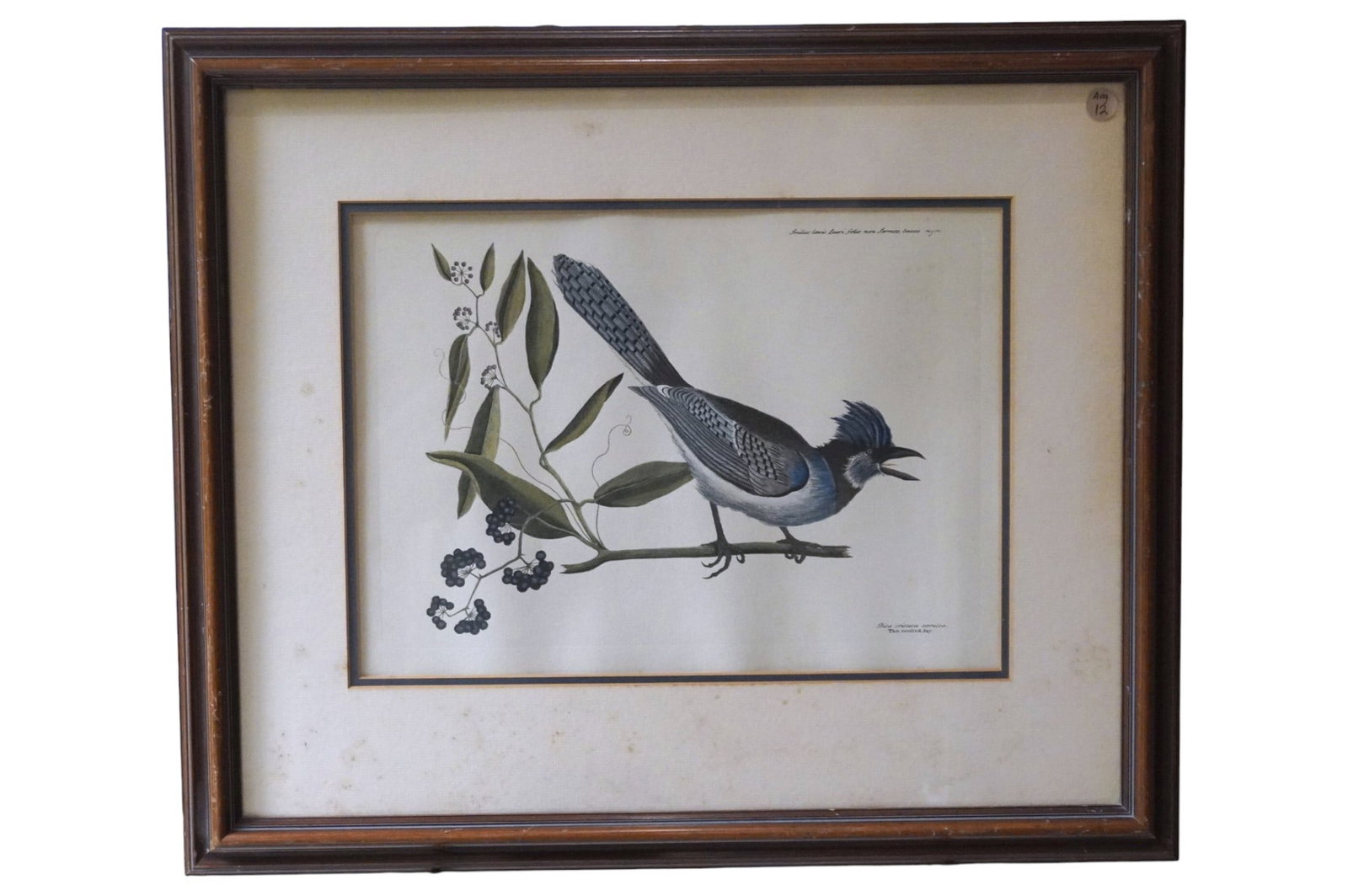 MARK CATESBY CRESTED JAY LITHOGRAPH: Mark Catesby The Crested Jay Lithograph. In frame measures 25"x21 1/2"x1". Weight 6 lbs. PROVENANCE: The Historic R.M. Venning House, Charleston SC **In house shipping available on this lot** If you