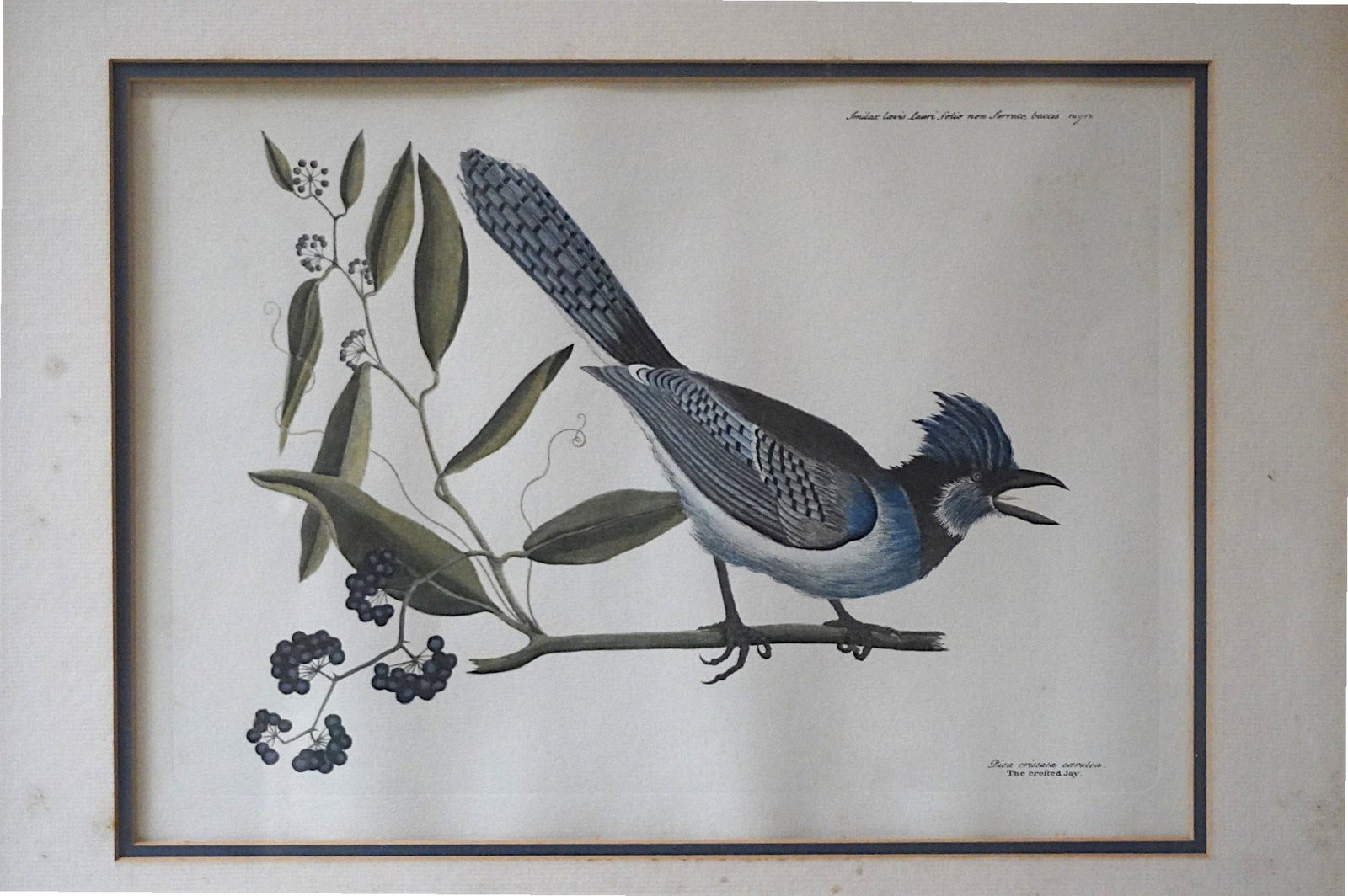 MARK CATESBY CRESTED JAY LITHOGRAPH - 2
