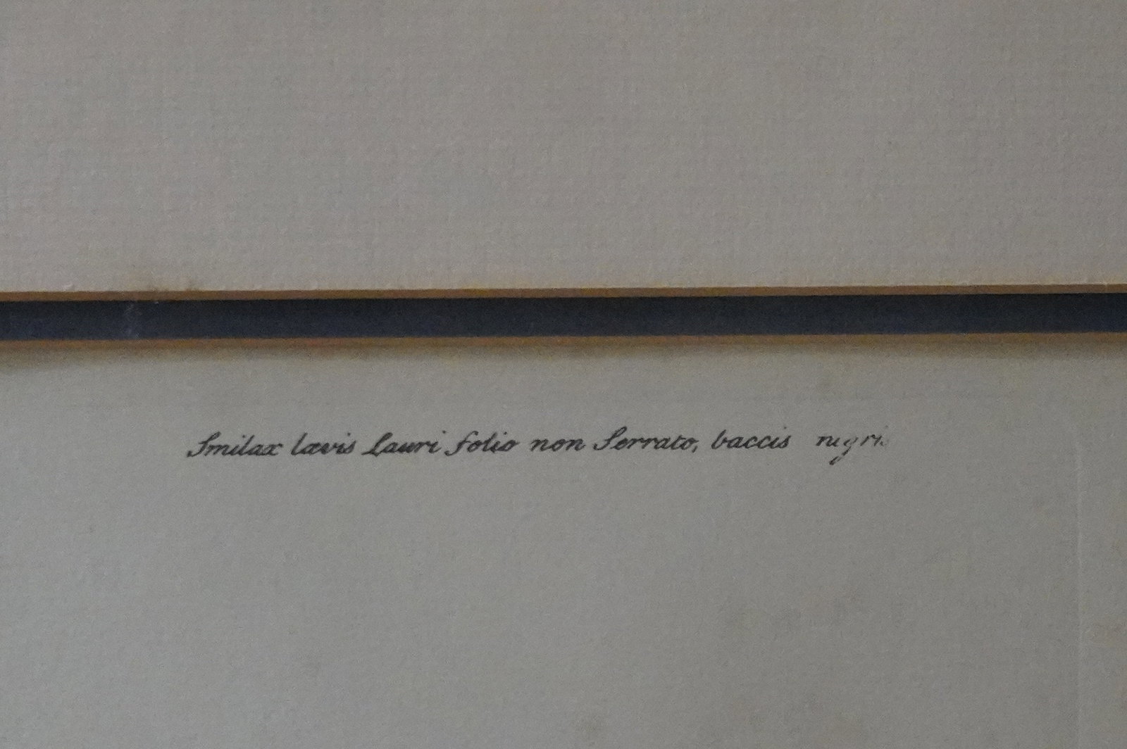MARK CATESBY CRESTED JAY LITHOGRAPH - 4