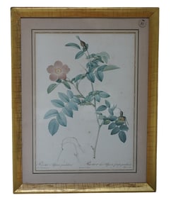 19th c REDOUTE BOTANICAL ENGRAVING ROSA ALPINA PENDULINA