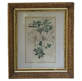FRAMED ANTIQUE BOTANICAL PRINT AZALEA INDICA VARIEGATA