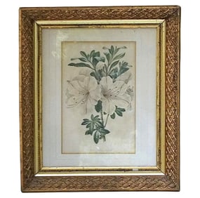 FRAMED ANTIQUE BOTANICAL PRINT AZALEA INDICA VARIEGATA