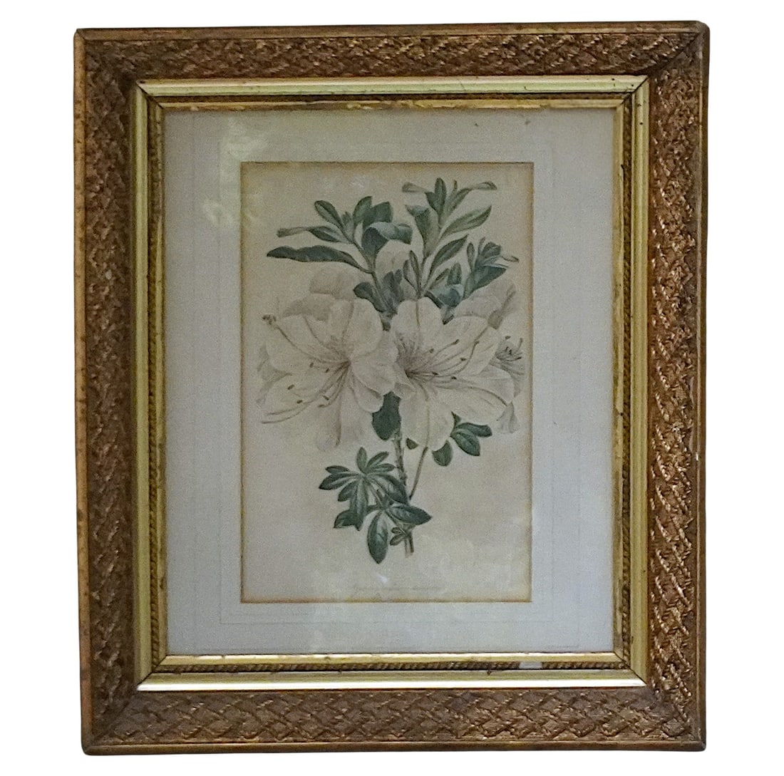 FRAMED ANTIQUE BOTANICAL PRINT AZALEA INDICA VARIEGATA: Framed Antique Botanical Print Azalea Indica Variegata. In Vintage Gold Leaf Frame. In frame measures 12"x14"x2". Weight 3 lbs 8 oz Provenance: A Private Washington DC Estate. *In house shipping avail
