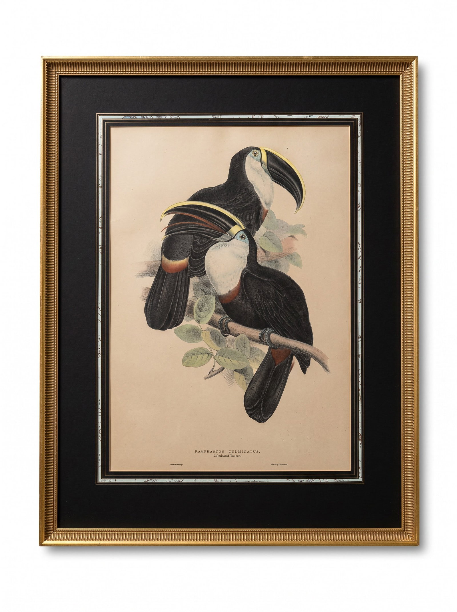 EDWARD LEAR, "RAMPHASTOS CULMINATUS" JOHN GOULD 1835 (1 of 7)