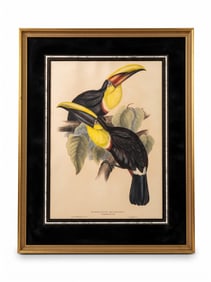 EDWARD LEAR, "RAMPHASTOS SWAINSONII" JOHN GOULD 1835