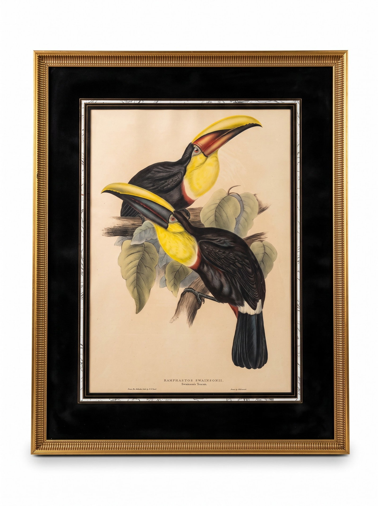 EDWARD LEAR, "RAMPHASTOS SWAINSONII" JOHN GOULD 1835 (1 of 6)