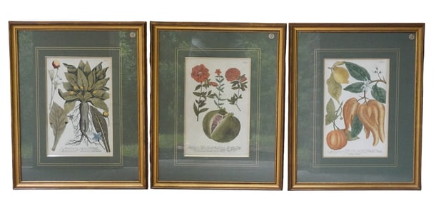 3 HAND COLORED c. 1737 MEZZOTINT BOTANICAL ENGRAVINGS