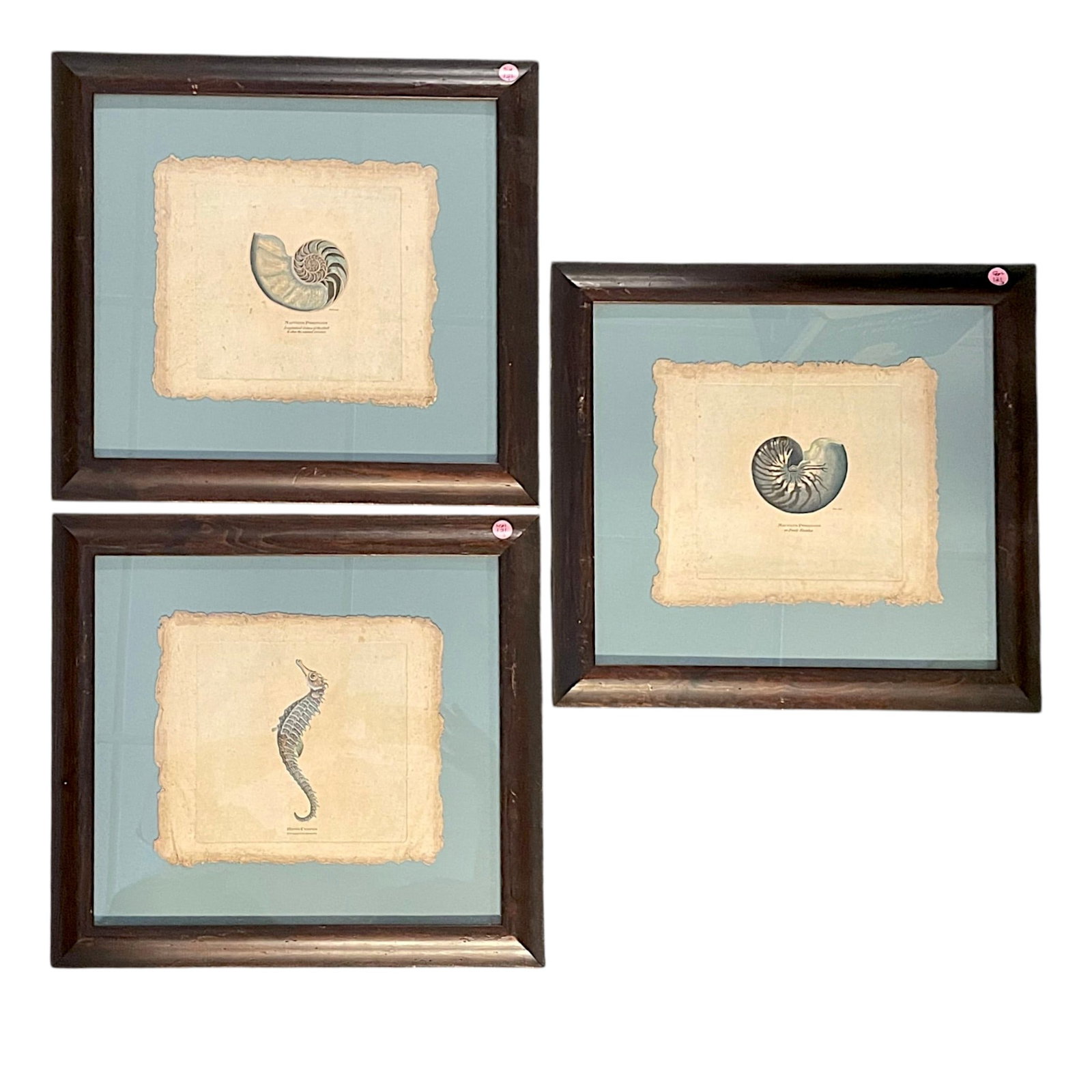 3 GEORGE SHAW 18TH C HAND COLORED COPPERPLATE ENGRAVINGS (1 of 5)