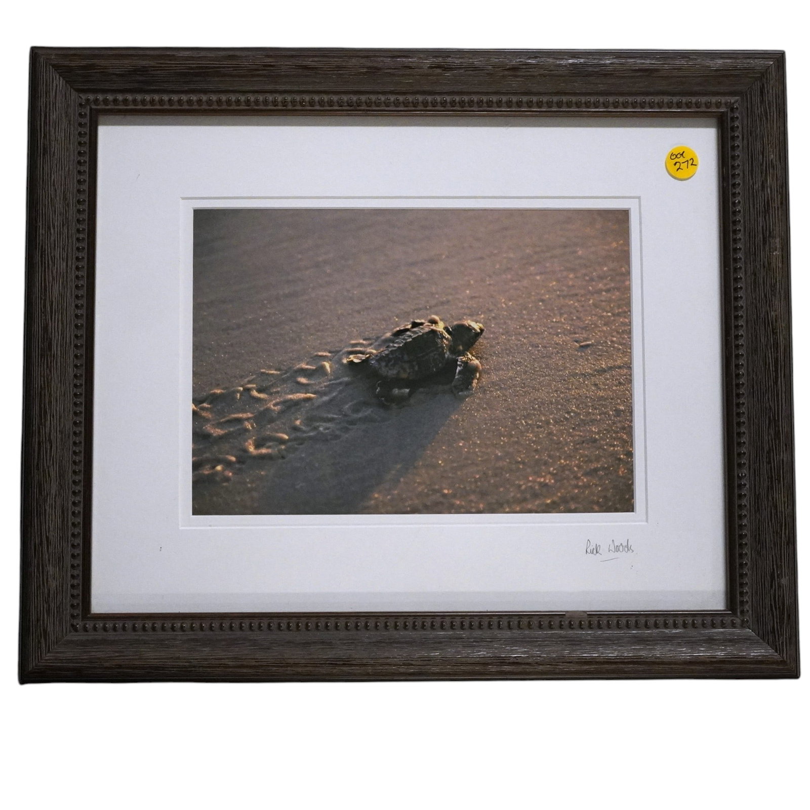 RICK WOODS BABY SEA TURTLE PHOTOGRAPH: Vintage Rick Wood Baby Sea Turtle Photograph. Signed Professionally framed and matted. Measures 18"x14 1/2"1"/ Weight 2 lbs **In house shipping available on this lot** If you win this lot, please sele