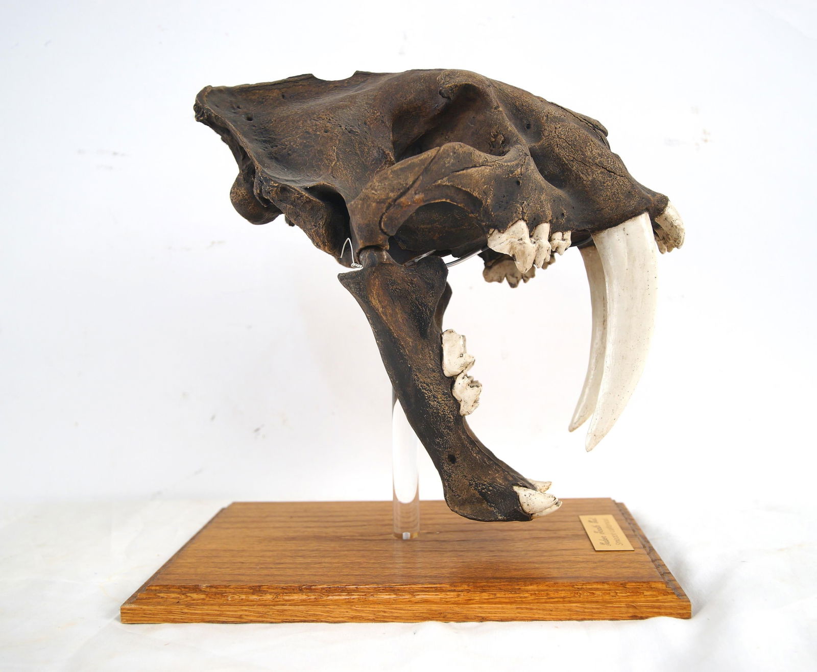 Saber Tooth Tiger (Smilodon) Skull Cast: The fossil record shows Smilodon, and this reproduction was cast from an original at the La Brea Tar Pits by Skullduggery in Tustin Ca. measures approx 13" x 14" mounted